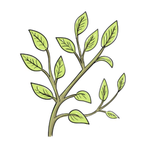 Leaves on A Tree Drawing