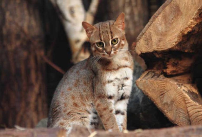 How much is a Rusty spotted cat