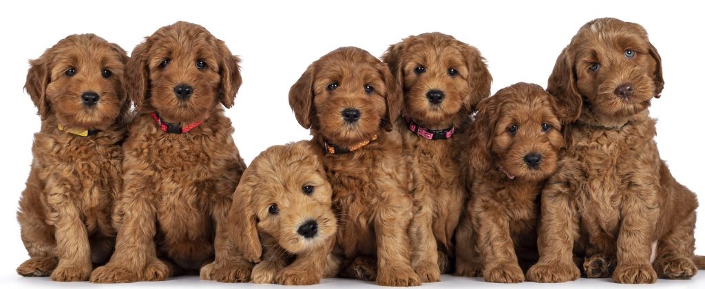goldendoodle puppies for sale minnesota