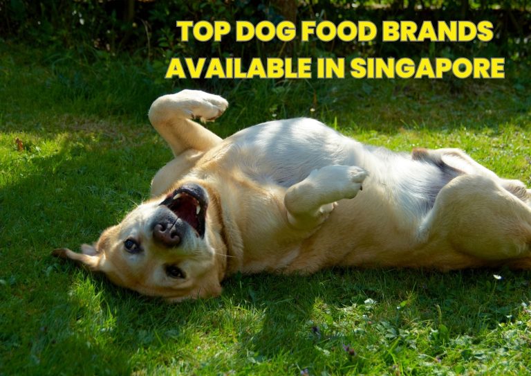 Top Dog Food Brands Available in Singapore-A Comprehensive Review
