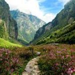 Floral Symphony: Discovering the Valley of Flowers